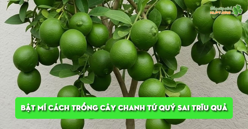 bat-mi-cach-trong-cay-chanh-tu-quy-sai-triu-qua-ngay-tai-nha-klpt