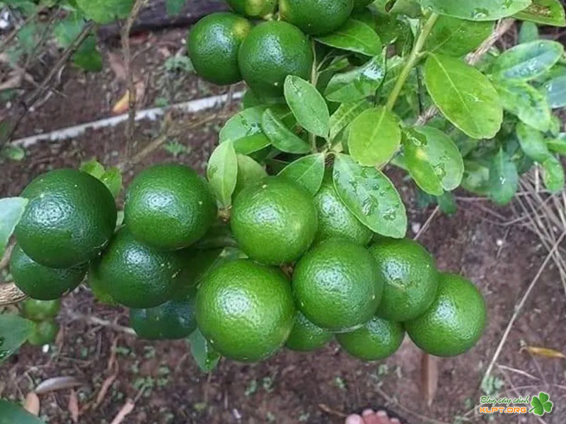 bi-quyet-giup-cay-chanh-tu-quy-ra-hoa-dau-qua-nhieu-klpt