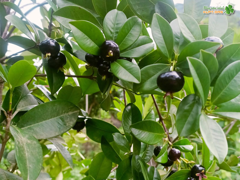 cach-cham-soc-cherry-brazil-sai-qua-klpt