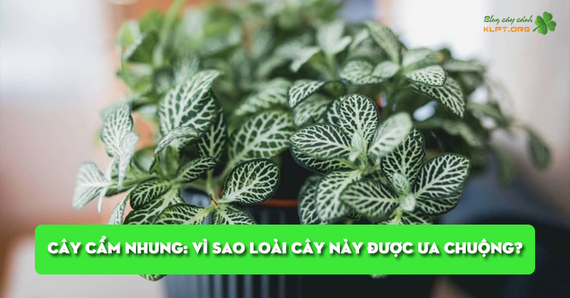 cay-cam-nhung-vi-sao-loai-cay-nay-duoc-ua-chuong-klpt