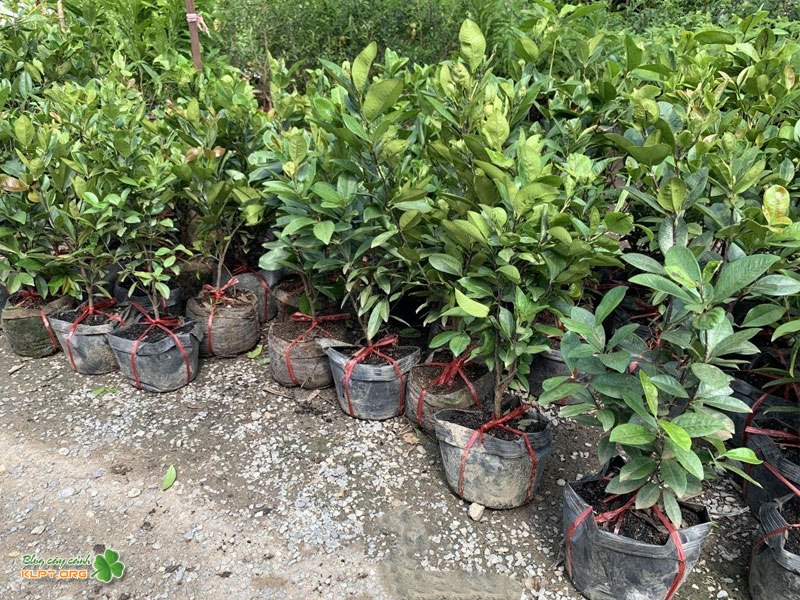cay-cherry-brazil-co-de-trong-khong-klpt