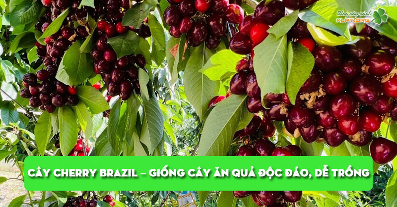 cay-cherry-brazil-giong-cay-an-qua-doc-dao-de-trong-tai-nha-klpt