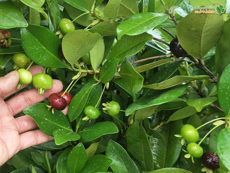 cay-cherry-brazil-la-cay-gi-klpt
