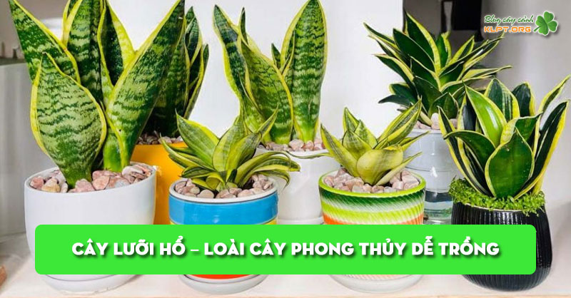 cay-luoi-ho-loai-cay-phong-thuy-de-trong-hop-nhieu-khong-gian-klpt