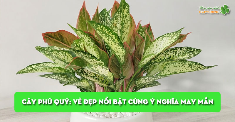 cay-phu-quy-ve-dep-noi-bat-cung-y-nghia-may-man-klpt