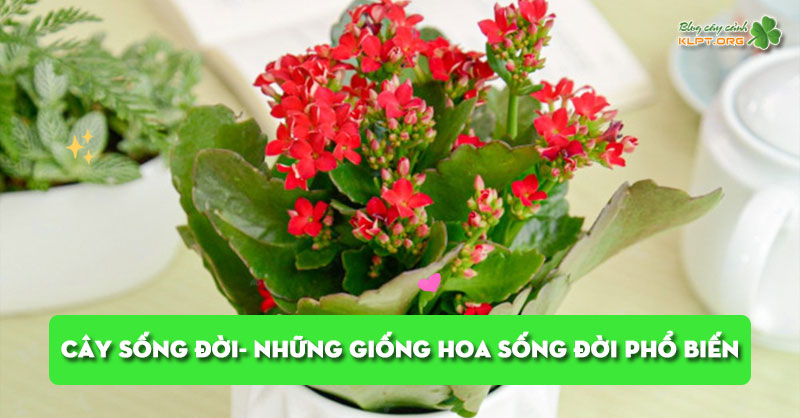 cay-song-doi-kham-pha-nhung-giong-hoa-song-doi-pho-bien-klpt
