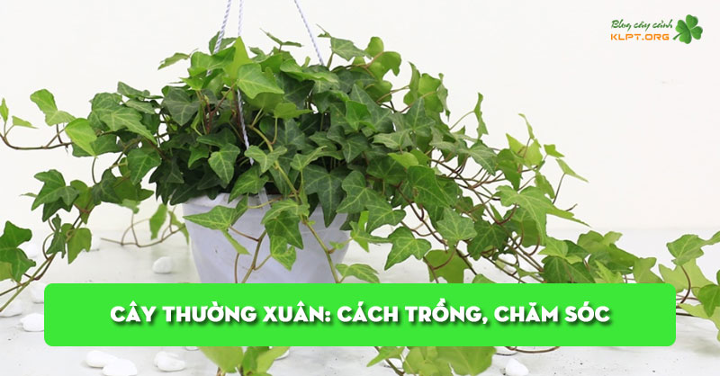 cay-thuong-xuan-cach-trong-cham-soc-va-nhung-dieu-can-biet-klpt