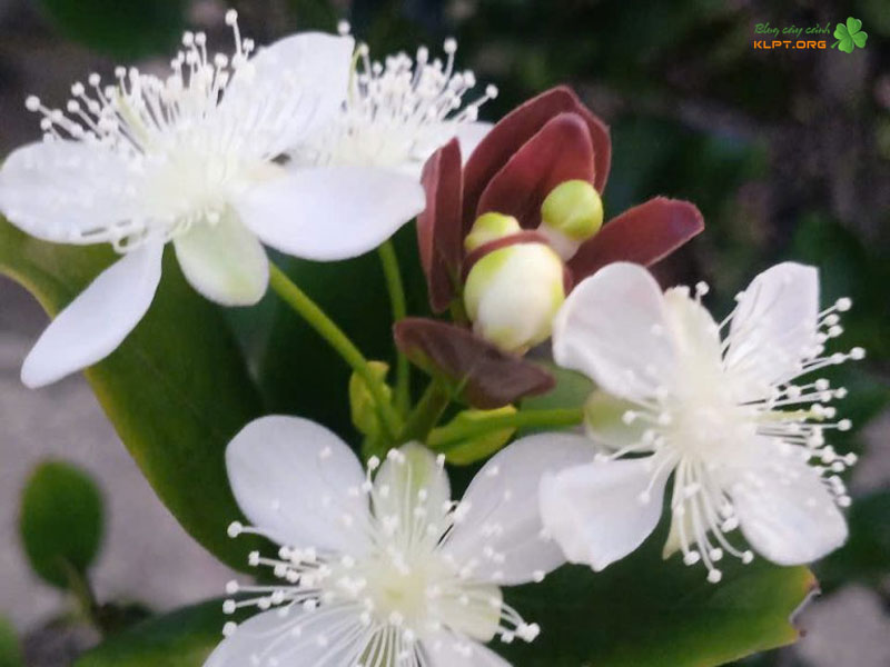 co-nen-trong-cay-cherry-brazil-tai-nha-klpt