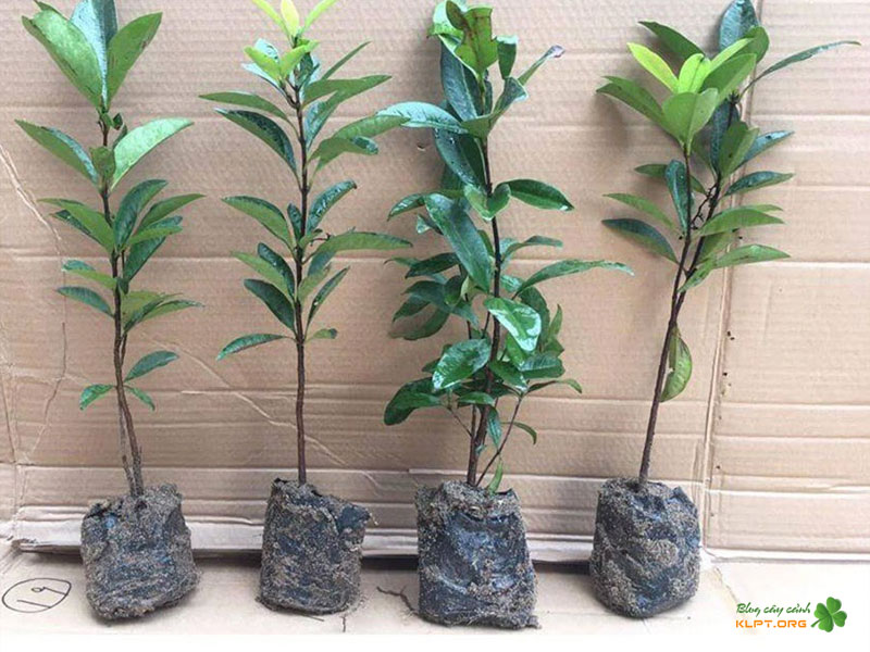 huong-dan-trong-cay-cherry-brazil-tai-nha-klpt