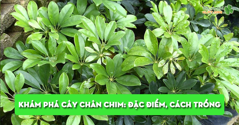 kham-pha-cay-chan-chim-dac-diem-cach-trong-va-bi-quyet-cham-cay-klpt
