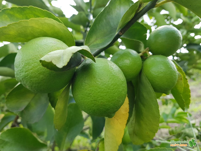 loi-ich-khi-trong-cay-chanh-tu-quy-tai-nha-klpt