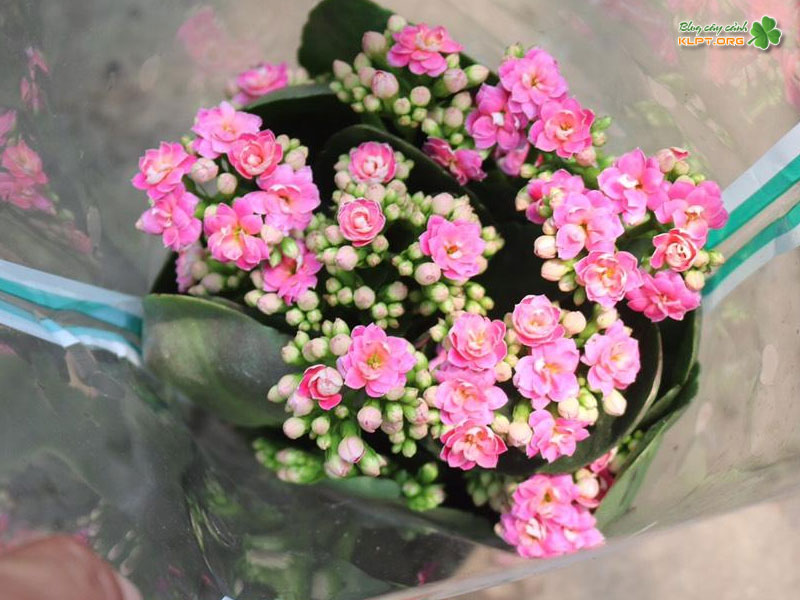 song-doi-hoa-hong-nhe-nhang-de-phoi-chau-klpt