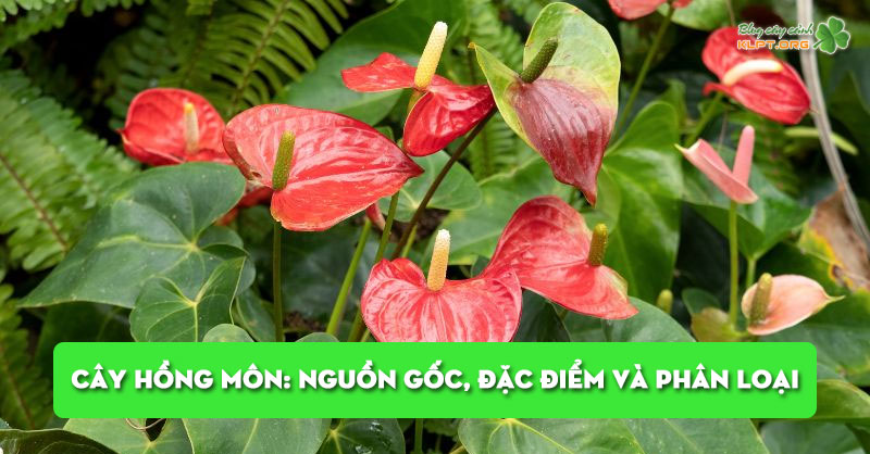 cay-hong-mon-nguon-goc-dac-diem-va-phan-loai-klpt