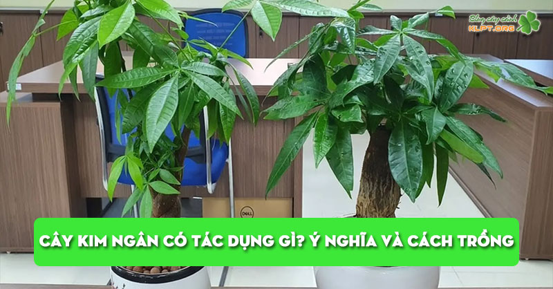 cay-kim-ngan-co-tac-dung-gi-y-nghia-va-cach-trong-hieu-qua-klpt