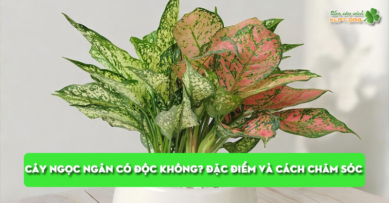 cay-ngoc-ngan-co-doc-khong-dac-diem-va-cach-cham-soc-klpt