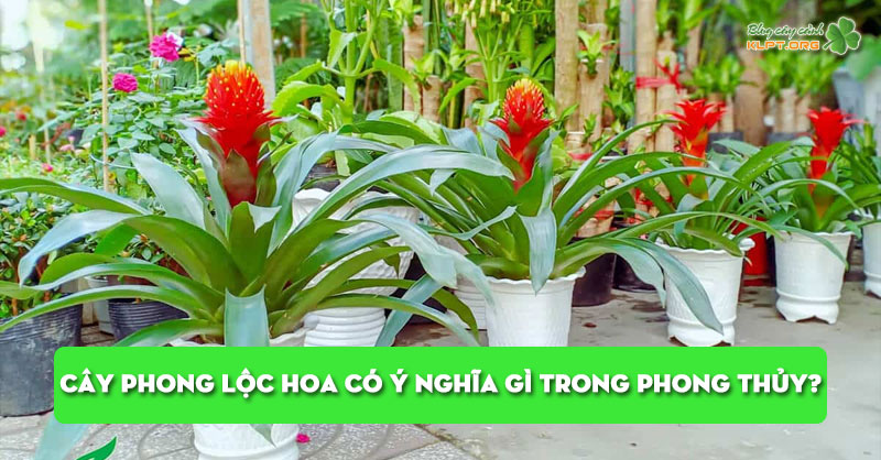 cay-phong-loc-hoa-co-y-nghia-gi-trong-phong-thuy-klpt
