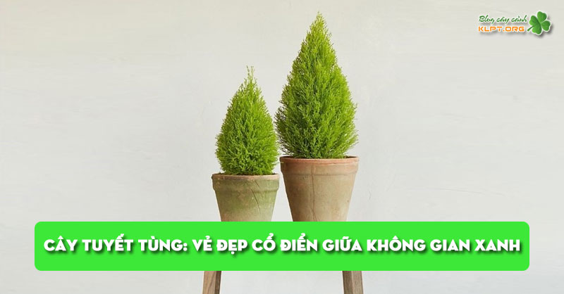 cay-tuyet-tung-ve-dep-co-dien-giua-khong-gian-xanh-klpt