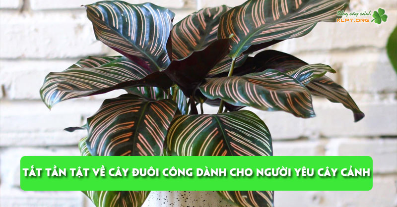 tat-tan-tat-ve-cay-duoi-cong-danh-cho-nguoi-yeu-cay-canh-klpt