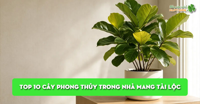 top-10-cay-phong-thuy-trong-nha-klpt